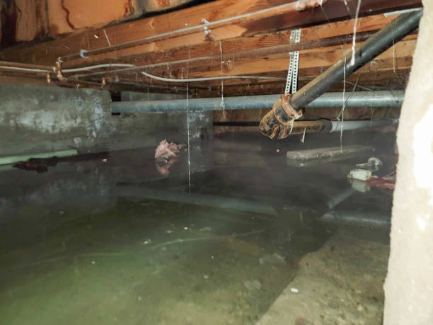 Best Mold removal after water damage  in Cricket, NC